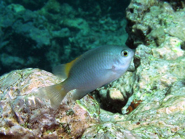 Pomacentrus lepidogenys (Damigella scagliosa)